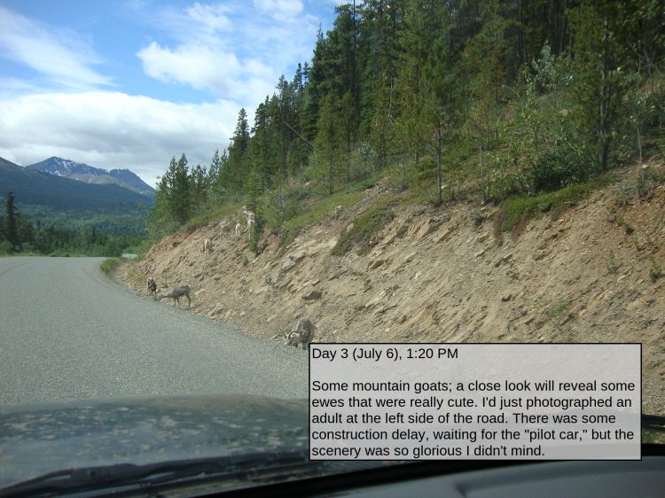 Day 3 (July 6), 1:20 PM

Some mountain goats; a close look will reveal some ewes that were really cute. I'd just photographed an adult at the left side of the road. There was some construction delay, waiting for the "pilot car," but the scenery was so glorious I didn't mind.