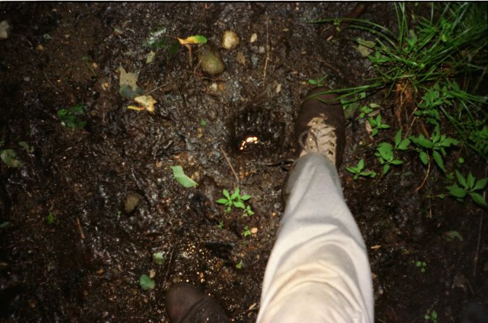 Bear track along the Cold River Horse Trail... near my camp for the night!