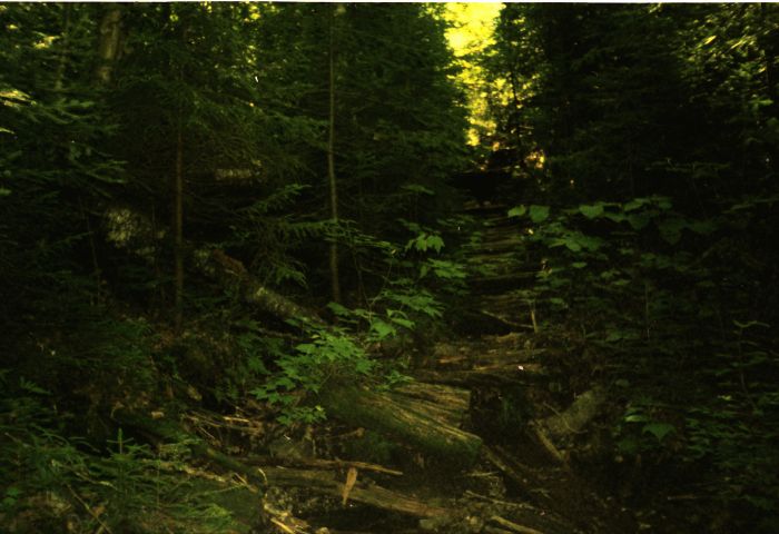 At 10:35 AM the trail ascends this lumber skid. It was not pleasant walking!