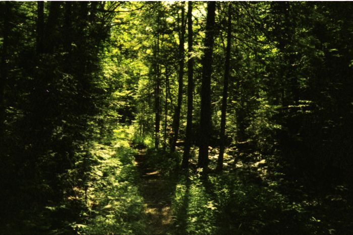 At 10:45 AM, here's a more pleasant section of the Preston Ponds Trail (between Duck Hole  and the Indian Pass Trail).