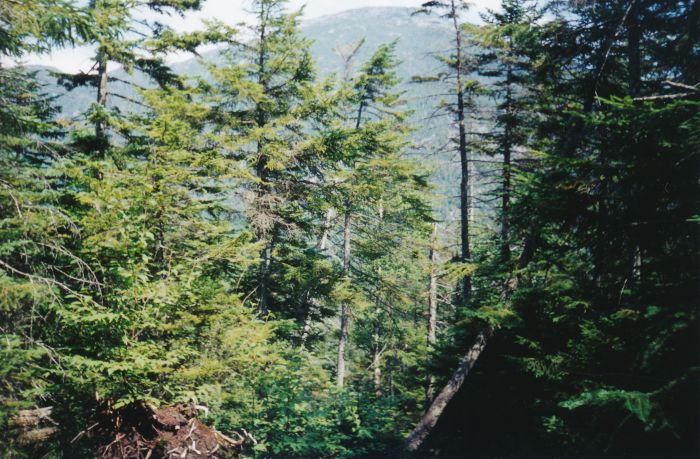 Haystack from the trail, descending east from Four Corners to Panther Gorge. I'll be on that summit soon! Early afternoon of day 6 of my hike.
