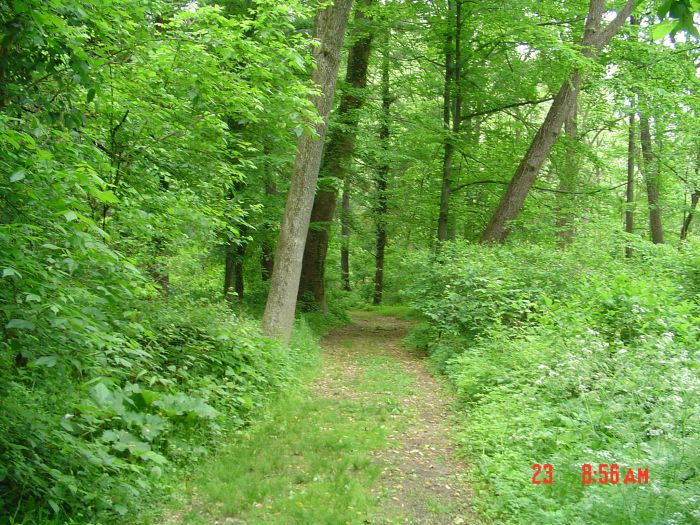 The path through the Glen is one of the best parts of my walk. ET 1:18