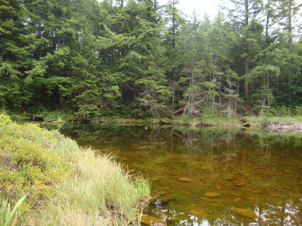 The eastern tip of Big Shallow Pond