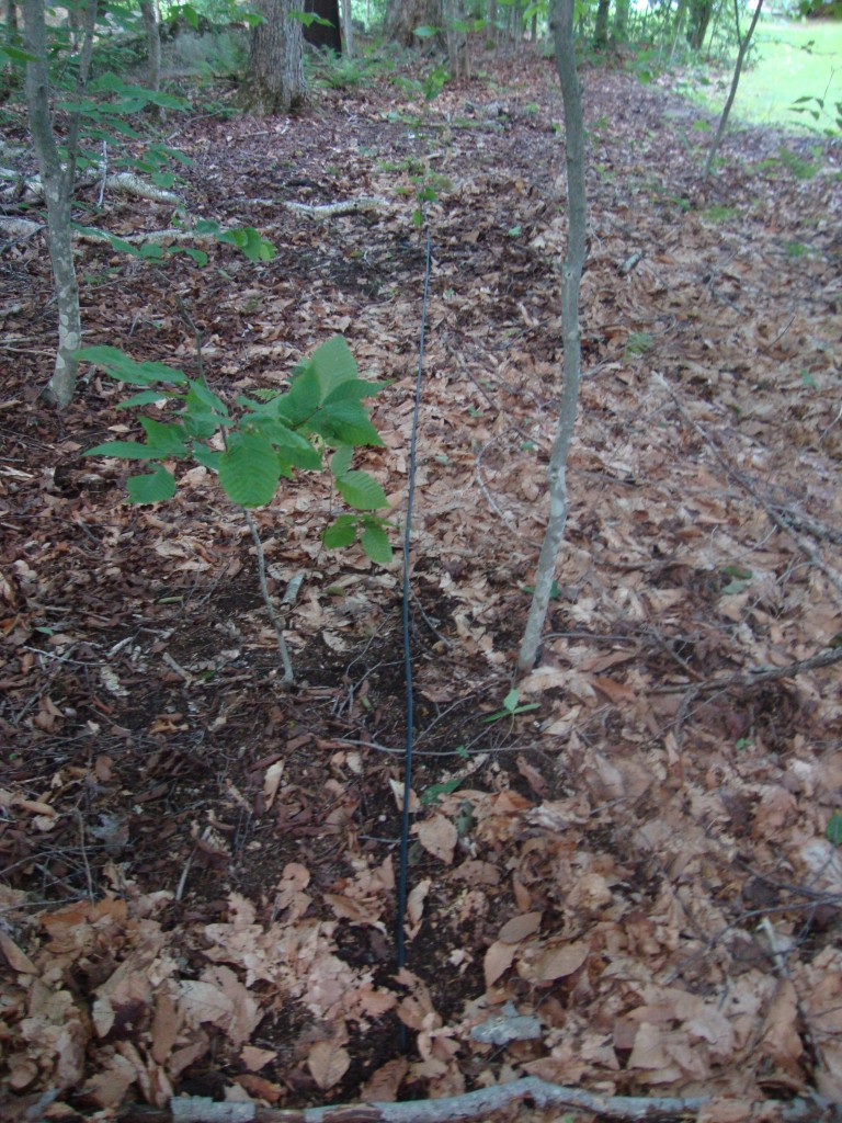 The horizontal stick at the bottom shows the progress at this point, and the black cable, straight up the center, is waiting to be buried and then emerge into that sunny area near the cabin. 
