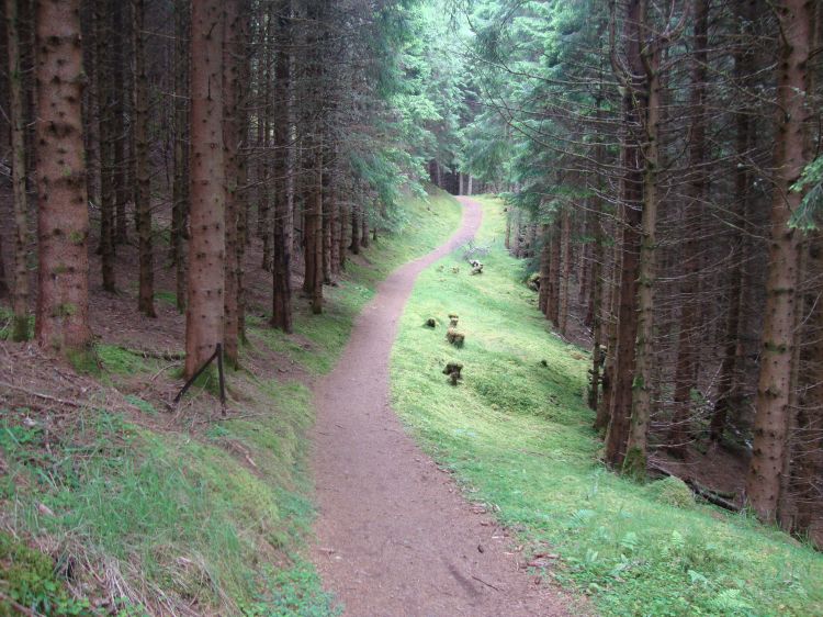 A few minutes later the path entered these plantation-like woods. I did encounter trees in Scotland occasionally! 