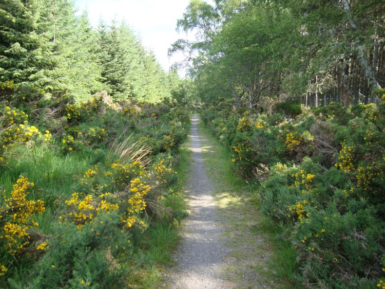 This was a pleasant section of trail, 10:30 AM Friday, beginning the descent down toward Inverness. About an hour later the city came into view --- much bigger than I'd expected! I hoped my lodging that night wasn't too far from the trail.