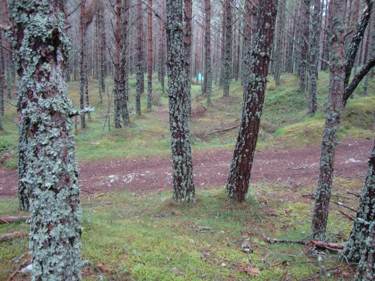 Here's my Anagach Woods "wild camp," looking south from the trail. It was my second night, about 19 miles, on the Speyside Way. A hill and turn made the camp visible only briefly to users of the trail. 
