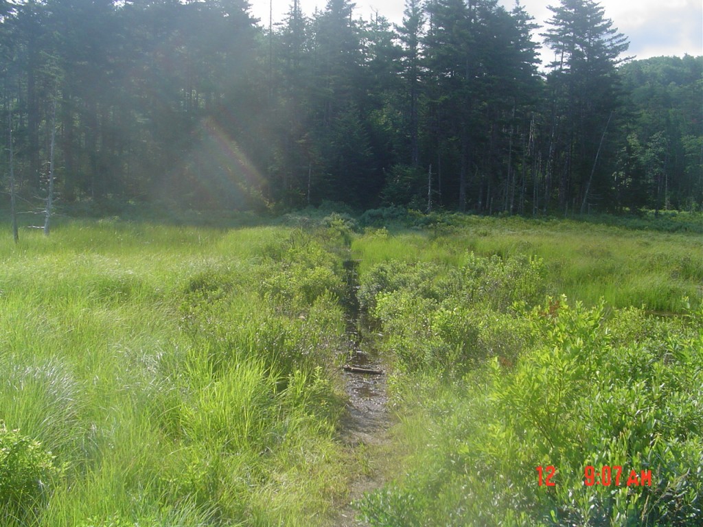 I arrived back at the Ward Brook Leanto about 4:45 PM and had a pleasant night, pulling out 8 AM Saturday morning. Starting east for home, I crossed this wet area between Number 4 and the Cold River Leantos about an hour later; July 12, 2008, 9:07 AM