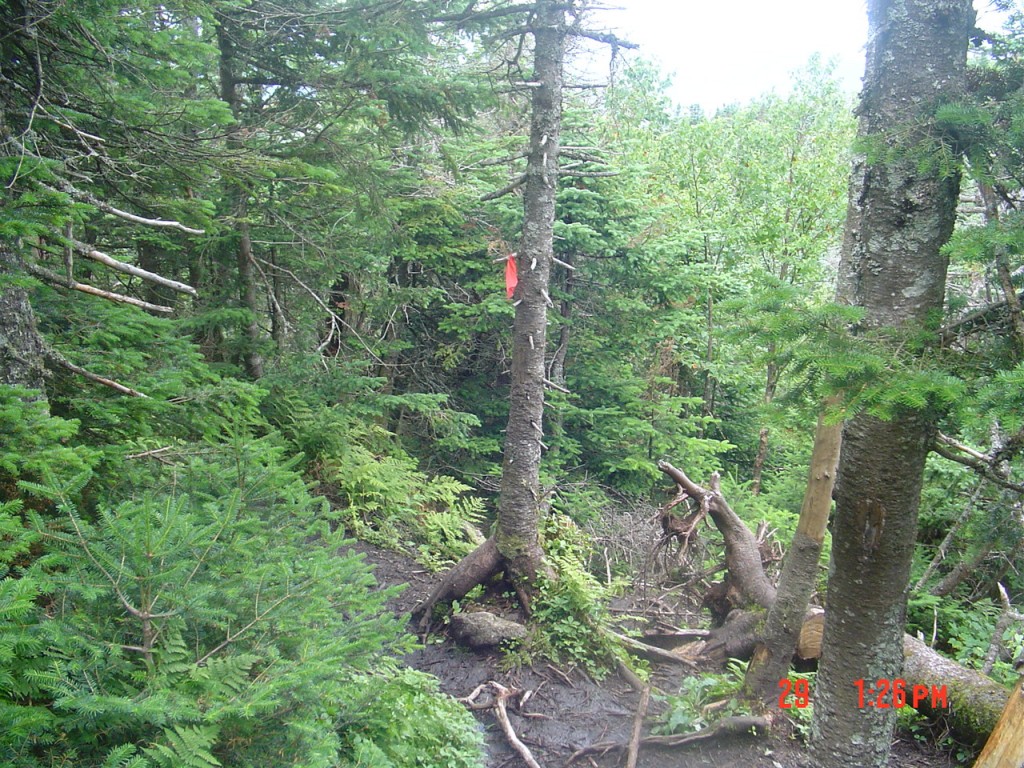 The intersection of the Calkins Brook path (left) and ridge trail; path to Seward is through sawn log to right