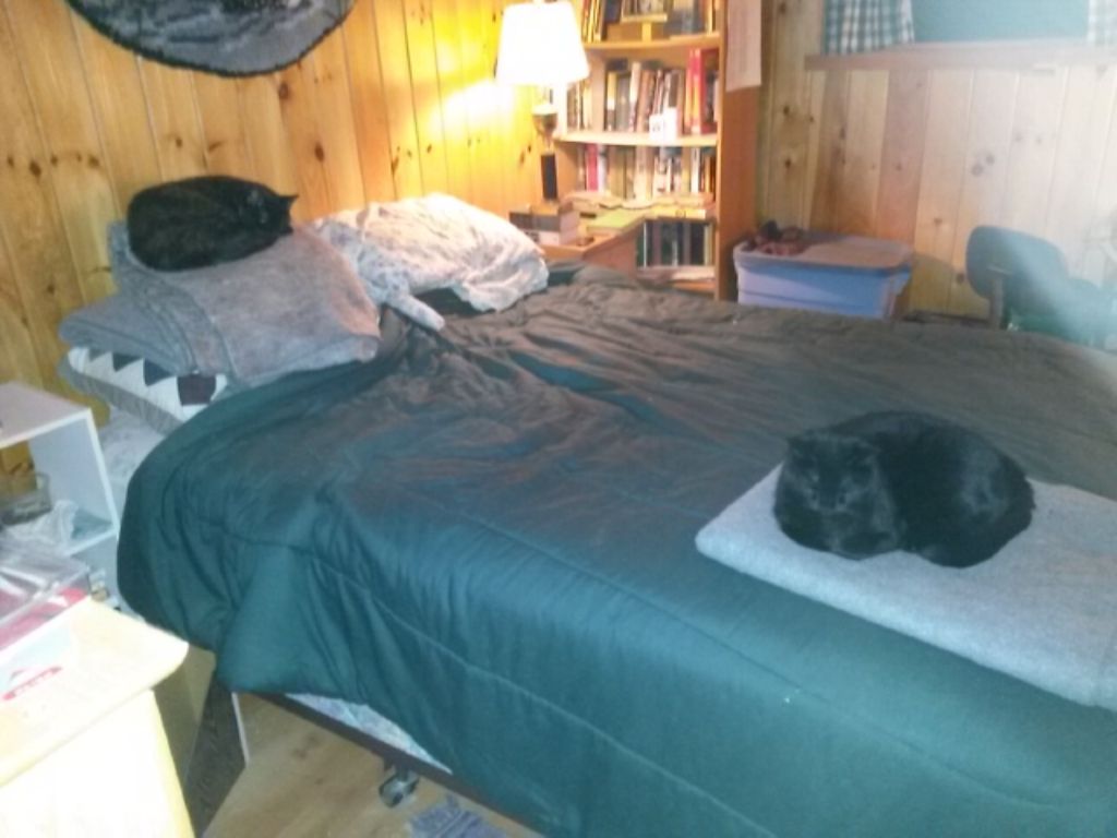 They're where they should be!
Callie quickly snagged the folded gray wool blanket at the foot of the bed, but Coco found the other one on the pillows. I love it when they sleep here with me!