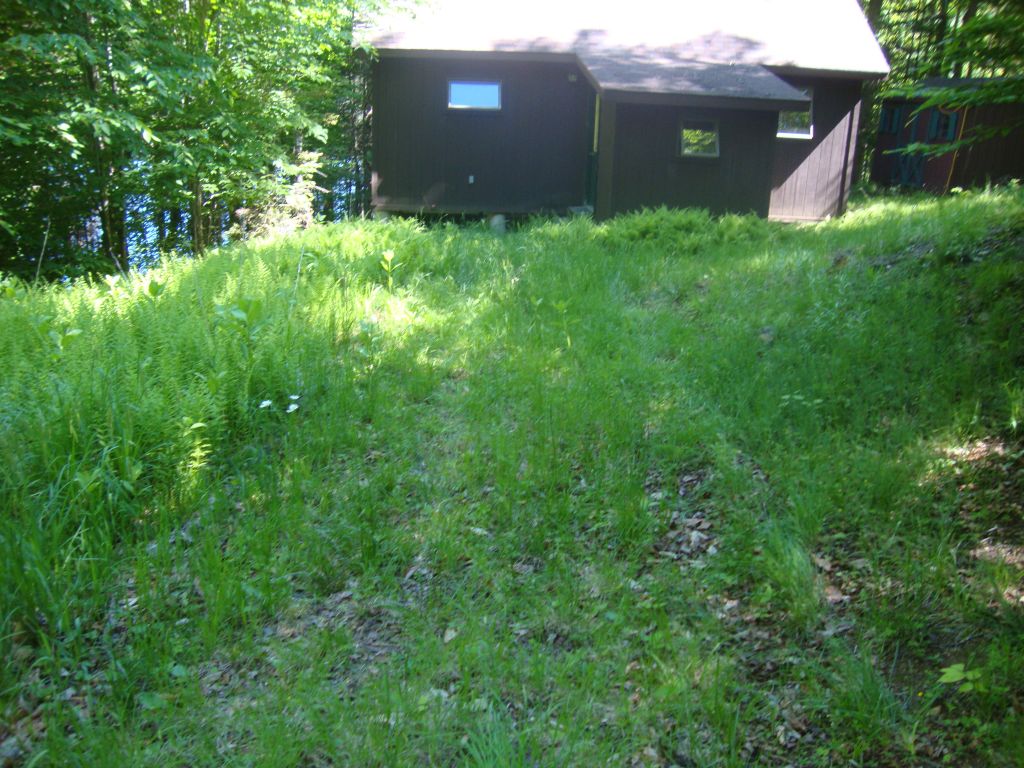 The sub-driveway before whacking
On Thursday morning, June 18, this needs some attention! Tracks from the Tacoma, backed in Tuesday night about 5:40 PM for unloading, are clear. I whacked and raked for a couple of hours, and dumped the cuttings in the unused upper part of the lot.