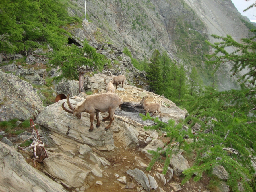These animals, only a few feet from the Europahutte deck, entertained us during dinner.