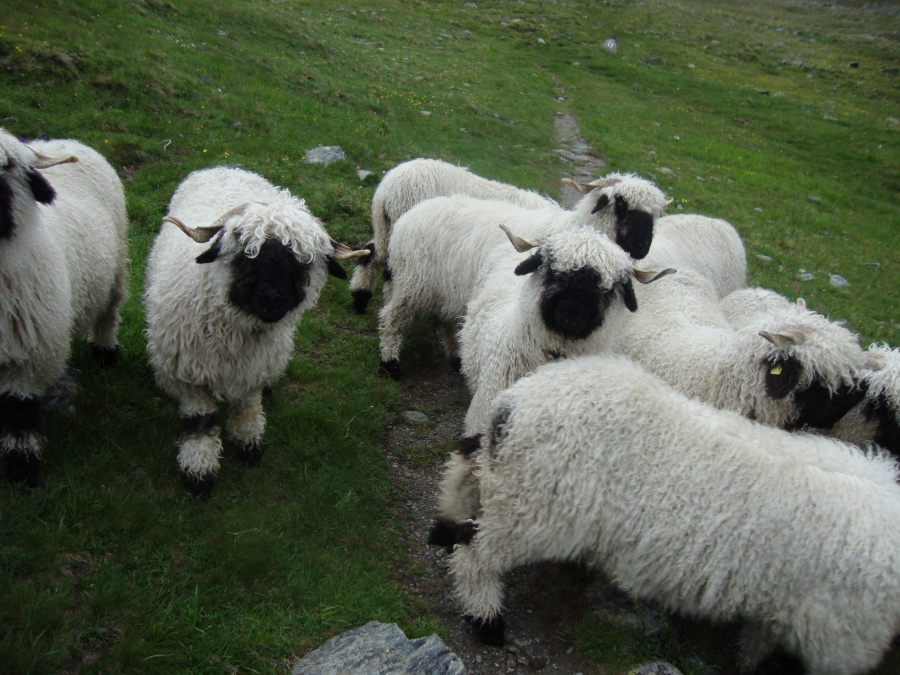 Shortly after 6:00 PM I'd stopped at a trail sign when I heard bells and was surrounded by these friendly sheep! They trailed after me for a while, but when we approached a farm they peeled off to it. I reached Gruben's Hotel Schwartzhorn, in soaking wet rain gear, at 7:15 PM... a very tough 11-hour day.
