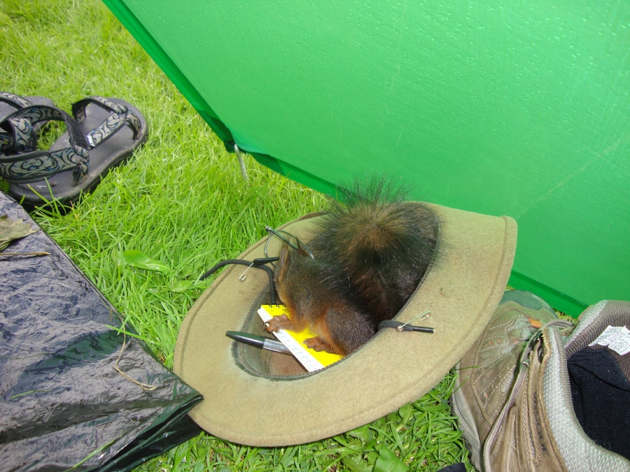 This squirrel introduced himself by climbing up my leg. Later, as I sat on the ledge above my tarp eating lunch, he walked up my arm and settled on my shirt under my chin! This shot is around noon on Sunday, July 15.